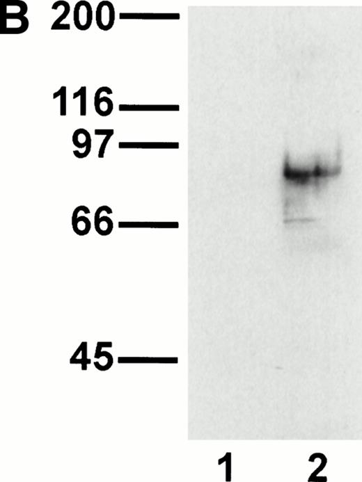 Fig. 5. Transfection of COS-7 cells with the novel cDNA confers reactivity to MoAbs V.1A7, V.5C7, and V.7C7. (A) COS-7 cells were transfected with the plasmid clones DW-5C7.3, DW-7C7.17, and DW-1A7.27 by the DEAE-dextran method. After 48 hours, the cells were detached and incubated with saturating levels of the respective MoAbs (thick line) or the control MoAb MRC OX86 (thin line), followed by a second incubation with fluorescein-conjugated goat antirat Ig antibody. Antibody binding was measured by flow cytometry. (B) Mock-transfected COS-7 cells (lane 1) or COS-7 cells transfected with the cDNA clone DW-7C7.17 (lane 2) were surface biotinylated and subjected to immunoprecipitation with MoAb V.5C7. Specifically bound proteins were analyzed and detected as described for Fig 1A. Molecular mass markers (in kilodaltons) are indicated on the left.