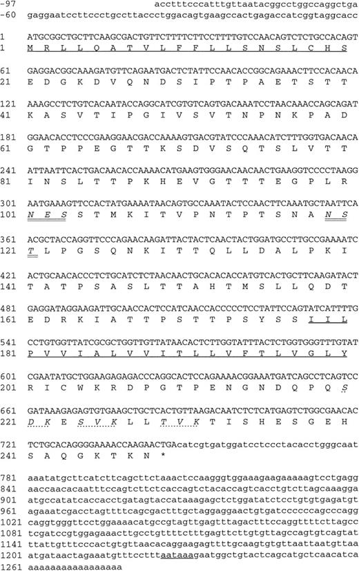 Fig. 6. Nucleotide and deduced amino acid sequence of endomucin. Nucleotides and amino acids are numbered on the left. The putative N-terminal signal sequence, the transmebrane region, and the polyadenylation signal are underlined. The putative N-linked glycosylation sites are in italics and double underlined. The putative protein kinase C phosphorylation sites in the cytoplasmic tail are in italics and marked by dashed lines. The sequence appears in the GenBank/EMBL sequence databases under the GenBank accession no.AF060883.