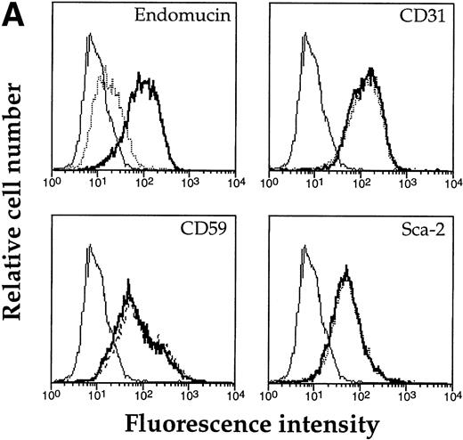 Fig. 8. Sensitivity of endomucin to O-sialoglycoprotein endopeptidase. (A) bEND.3 cells were treated with O-sialoglycoprotein endopeptidase from Pasteurella haemolytica for 30 minutes (dotted line) or left untreated (thick line) and analyzed directly by flow cytometry as described for Fig 5A. The profiles show the binding of rat MoAb V.5C7 (endomucin), MoAb 390 (CD31), MoAb SM8 (CD59), and MoAb III.3A7 (Sca-2). Negative control staining was analyzed with MoAb MRC OX86 (thin line). (B) bEND.3 cells were surface biotinylated and subjected to immunoprecipitation with the antiendomucin antibody MoAb V.5C7 (lanes 1 through 3) or the anti–PECAM-1 antibody EA-3 (lanes 4 through 6). Immunoprecipitated antigens were either mock-treated (lanes 1 and 4), treated with O-sialoglycoprotein endopeptidase (lanes 2 and 5), or treated with neuraminidase (lanes 3 and 6). After the enzyme treatment, proteins were electrophoresed on a 10% polyacrylamide gel, transferred to nitrocellulose, and detected with peroxidase-conjugated streptavidin followed by enhanced chemoluminescence. Molecular mass markers (in kilodaltons) are indicated on the left.