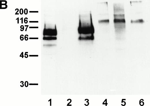Fig. 8. Sensitivity of endomucin to O-sialoglycoprotein endopeptidase. (A) bEND.3 cells were treated with O-sialoglycoprotein endopeptidase from Pasteurella haemolytica for 30 minutes (dotted line) or left untreated (thick line) and analyzed directly by flow cytometry as described for Fig 5A. The profiles show the binding of rat MoAb V.5C7 (endomucin), MoAb 390 (CD31), MoAb SM8 (CD59), and MoAb III.3A7 (Sca-2). Negative control staining was analyzed with MoAb MRC OX86 (thin line). (B) bEND.3 cells were surface biotinylated and subjected to immunoprecipitation with the antiendomucin antibody MoAb V.5C7 (lanes 1 through 3) or the anti–PECAM-1 antibody EA-3 (lanes 4 through 6). Immunoprecipitated antigens were either mock-treated (lanes 1 and 4), treated with O-sialoglycoprotein endopeptidase (lanes 2 and 5), or treated with neuraminidase (lanes 3 and 6). After the enzyme treatment, proteins were electrophoresed on a 10% polyacrylamide gel, transferred to nitrocellulose, and detected with peroxidase-conjugated streptavidin followed by enhanced chemoluminescence. Molecular mass markers (in kilodaltons) are indicated on the left.