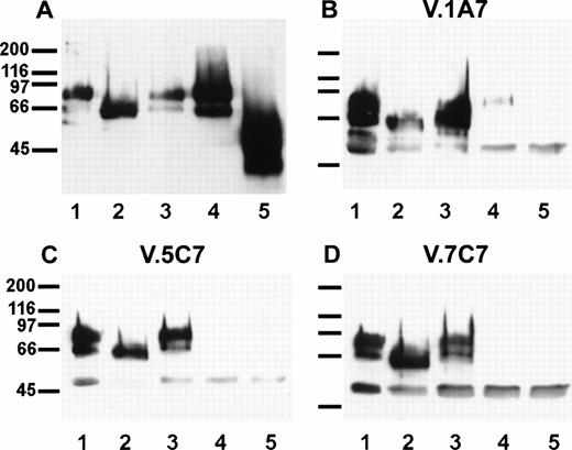 Fig. 9. Sensitivity of the antibody epitopes on endomucin to treatment with glycosidases. bEND.3 cells either surface biotinylated (A) or unlabeled (B, C, and D) were subjected to immunoprecipitations with the antiendomucin MoAb V.5C7 (A and C), V.1A7 (B), or V.7C7 (D). Immunoprecipitated endomucin was either mock-treated (lane 1) or treated with endoglycosidase F (lane 2), O-glycosidase (lane 3), neuraminidase (lane 4), or neuraminidase and O-glycosidase (lane 5). After the enzyme treatment, endomucin was electrophoresed on a 10% polyacrylamide gel, transferred to nitrocellulose, and detected either with peroxidase-conjugated streptavidin followed by enhanced chemoluminescence (A) or by immunoblotting with the anti endomucin MoAb V.1A7 (B), V.5C7 (C), and V.7C7 (D). Molecular mass markers (in kilodaltons) are indicated on the left.