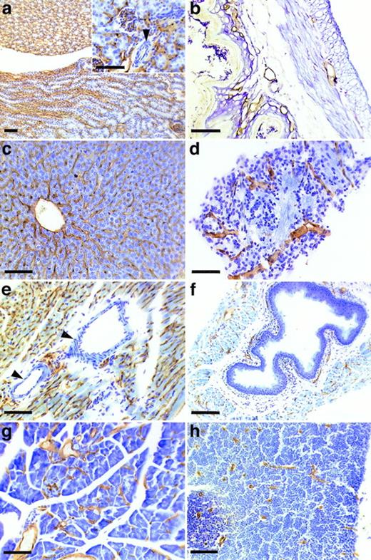 Fig. 3. Staining of sections of wax-embedded mouse tissue with the MoAb V.5C7. Sections of wax-embedded mouse kidney (a), skin (b), liver (c), adrenal tissue (d), heart (e), aorta (f), pancreas (g), and thymus (h) were incubated with MoAb V.5C7. First antibodies were detected by an immunoperoxidase technique. The arrowheads point to arterioles. The bar represents 100 μm.