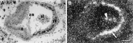 Fig. 5. Transgene expression at E7.5. In situ hybridization of a transversal section with CAT probe, shown as bright-field (A) or dark-field image (B). The transgenic embryo is located in the wild-type maternal decidua. CAT transcripts were detected in the mesodermal aggregates of the yolk sac from which blood islands are derived (arrow), and in the inner part of allantois (arrowhead). Scale bar represents 100 μm; al, allantois; am, amnion; d, decidua; n, neuroectoderm; ys, yolk sac.