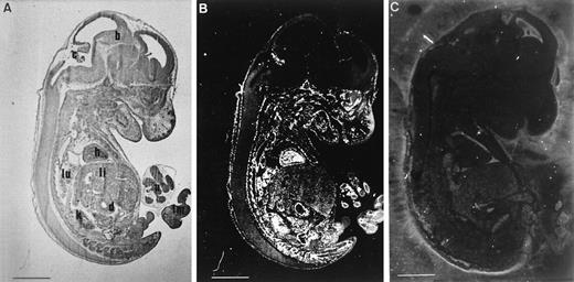 Fig. 6. Transgene expression at E13.5. Parasagittal sections of E13.5 transgenic (A, bright field and B, dark field) or wild-type (C, dark field) animals, hybridized with CAT antisense probe. With the exception of the brain, specific signals were detected in the vasculature of all the embryo. Probe did not show any reactivity in nontransgenic mice. Scale bar represents 15 μm; b, brain; c, choroid plexus; d, duodenum; h, heart; k, kidney; li, liver; lm, limb; lu, lung; u, umbilic.