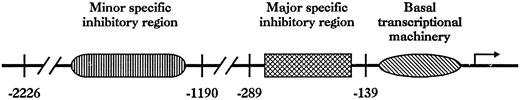Fig. 9. Location of the major functional domains in the 5′-flanking region of the VE-cadherin gene.