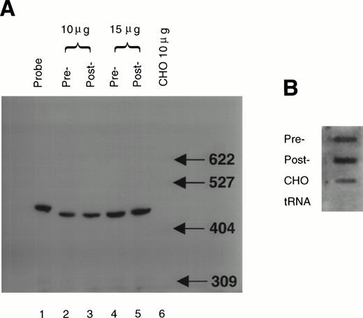 Fig. 2. Factor VIII mRNA levels in the liver pre- and post-vWF infusion. Total RNA was isolated from samples of porcine liver biopsied pre- and post-vWF infusion. The total RNA samples (10 and 15 mg) were assayed by RNAse protection as described in Materials and Methods (Panel A). Analysis of a 1/50 aliquot of the probe (lane 1) showed that under these assay conditions the radiolabeled probe was in vast excess. Densitometry of the autoradiogram indicated that levels of factor VIII mRNA did not significantly differ between pre-vWF infusion (relative band intensities were: 1.0 U/10 mg RNA and 1.8 U/15 mg RNA) and post-vWF infusion (1.1 U/10 mg RNA and 2.0 U/15 mg RNA). The amount of poly(A)+ RNA was determined by dot-blot hybridization to a poly(T) probe (panel B). For controls total CHO cell RNA and yeast tRNA were analyzed as indicated. Densitometry of the dot-blot showed that pre- (area = 4.5) and post-vWF (area = 4.8) infusion samples did not significantly differ in their hybridization to the poly(T) probe.