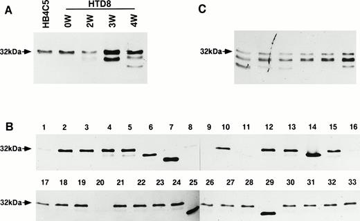 Fig. 1. Immunoblot analysis of the expression of differential λ light chains by HTD8 cells. The pattern of λ light chain secretion was assayed by immunoblotting. (A) The parental HB4C5 cells are shown to secrete only the 32-kD λ light chain. During the continuous culture of HTD8 cells, culture supernatants taken from 0, 2, 3, and 4 weeks after the initial cloning were assessed using an anti-human λ light chain antibody. (B) The HTD8 cells were further cloned by the limiting dilution method in 96-well culture plates, the culture supernatants from 33 randomly chosen wells were subjected to SDS-polyacrylamide gel electrophoresis (PAGE), transferred to a nitrocellulose membrane, and the λ light chains were detected with an anti-human λ light chain antibody/HRP conjugate. (C) Cloned HTD8 cells were cultured in 96-well plates for 4 more weeks, and six randomly selected wells were assayed for λ chain production.