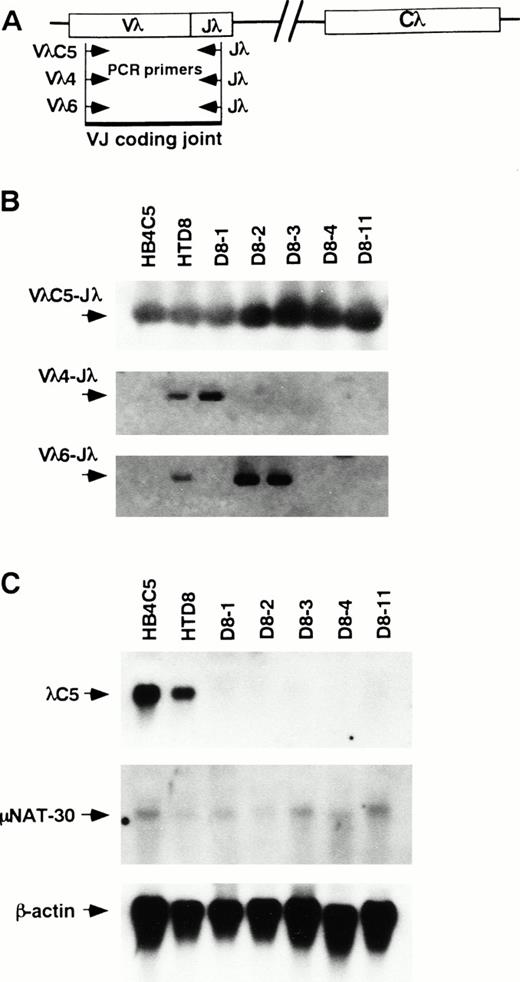 Fig. 3. Presence of the original Vλ to Jλ coding joint and the new Vλ to Jλ rearrangement and quantification of the original λ chain transcript. PCRs were performed with primers that amplify the indicated VJ coding joint formation in the genomic DNA from HB4C5, HTD8, and its subclones. (A) A diagram of the PCR primers used to detect the VJ coding joint. The direction of primers used are indicated with arrowheads. (B) The PCR-amplified products were run on agarose gels and assayed for hybridization to a VλC5, Vλ4, and Vλ6 specific probes by Southern blotting. Bands corresponding to VJ coding joint for the original light chain λC5, Vλ4 joined to Jλ, and Vλ6 jointed to Jλ are shown (C) Expression of the original λ light chain and the μ heavy-chain mRNAs were examined by Northern blotting. Cells used as a source of mRNA are indicated above each lane.