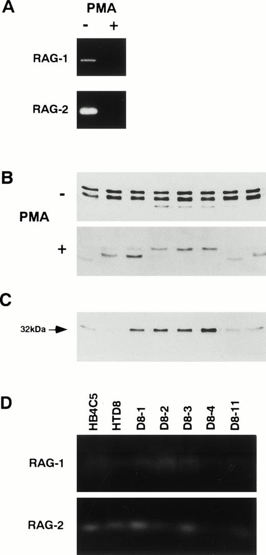 Fig. 4. Correlation between RAG proteins expression and new light chain expression. (A) Effect of PMA that has been shown to moderate RAG expression was examined. HTD8 cells were treated with (+) or without (−) 50 ng/mL PMA. Cells were lysed in SDS lysis buffer; 50 μg/mL protein from each sample was fractionated by 10% SDS-PAGE, and RAG-1 and RAG-2 proteins were detected by immunoblotting. (B) Lambda light chain expression pattern in HTD8 cells treated with PMA. The pattern of λ light chain secretion from HTD8 cells cultured with (+) or without (−) PMA in a 96-well culture plate for 4 weeks and eight wells were randomly chosen, and the culture supernatants were subjected to SDS-PAGE, transferred to a nitrocellulose membrane, and λ light chains were detected by immunoblotting. (C) The 32-kD original λ chain producing subclones generated from the PMA treatment was cloned via the limiting dilution method, further cultured for 2 weeks in a 96-well plate, and eight randomly chosen wells were assayed for λ light chain production by immunoblotting. (D) The expression of RAG-1 and RAG-2 proteins in the cells indicated above each lane was assessed by immunoblotting.