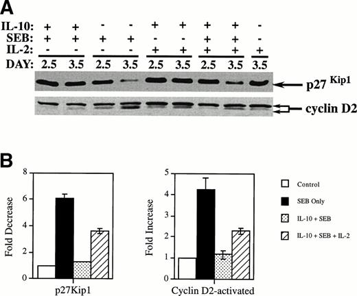 Fig. 3. Addition of IL-2 reverses the effects of IL-10 on the SEB reduction of p27Kip1 and SEB-induced upregulation of cyclin D2 in CD4+ T cells. (A) PBMCs were incubated in 6-well plates at 6 × 105 cells/mL along with IL-10 at 10 U/mL or media only. After 2 days of incubation, media alone, SEB at 100 pg/mL, or SEB and IL-2 (100 U/mL) were added. The cells were further incubated until the indicated harvest day. Cells were harvested and CD4+ T cells were separated and collected by negative selection affinity chromatography. Lysates from these cells were subjected to SDS-PAGE and Western analysis using antibodies specific for p27Kip1 and cyclin D2. The lower band in the cyclin D2 doublet represents the faster-migrating activated form of cyclin D2. (B) Quantitation was performed by densitometric analysis of bands from day 3.5. The differences between SEB treatment and treatment with IL-10 and SEB were found to be statistically significant for both immunoblots (P < .001) by the Student’s t-test. Differences were also statistically significant when comparing IL-10 and SEB treatments with those in which IL-2 was also added: P < .001 for the p27Kip1 blot and P < .002 for the activated form in the cyclin D2.