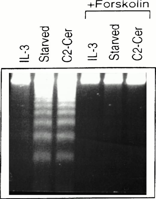 Fig. 1. Forskolin rescues myeloid cells from ceramide-induced apoptosis. MC/9 cells were treated with IL-3 or left unstimulated (“starved”). Forskolin (20 μmol/L) and C2-ceramide (50 μmol/L) were then added to cells where indicated. Cells treated with C2-ceramide were also incubated in the presence of IL-3. After 6 hours at 37°C, cells were isolated, lysed, and DNA fragments resolved on 2% agarose gels and visualized by ethidium bromide staining.