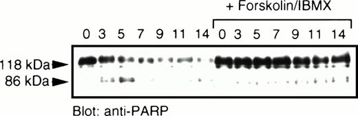 Fig. 2. PARP cleavage induced by ceramide is prevented by elevation of cAMP. MC/9 cells grown in IL-3 were washed and resuspended in RPMI-1640 supplemented with 10% fetal calf serum. C2-ceramide (50 μmol/L) and forskolin and IBMX (10 μmol/L and 50 μmol/L, respectively) or vehicle (DMSO) were added. At the hours indicated, an aliquot of cells were harvested and lysed in sample buffer containing 6 mol/L urea, followed by sonication and boiling. Samples were fractionated by SDS-PAGE (10%) and transferred to nitrocellulose. Immunoblot analysis was performed to detect PARP (118 kD) and the corresponding 86-kD fragment. This lower fragment appeared to be cleaved further at later time points.