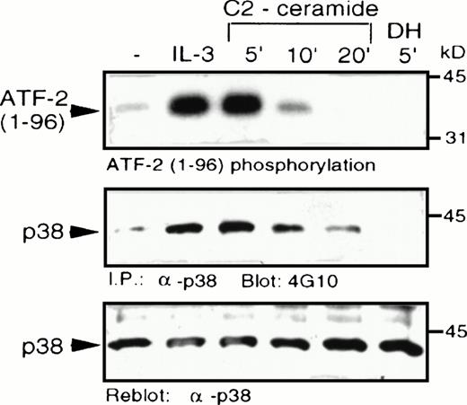 Fig. 4. C2-ceramide stimulates p38 MAPK activity . MC/9 cells were treated with either synthetic IL-3 (10 μg/mL) for 5 minutes, C2-dihydroceramide (DH; 50 μmol/L for 5 minutes, or C2-ceramide (50 μmol/L) for the indicated times. Cells were then detergent-solubilized and p38 MAPK was immunoprecipitated from the lysates with -p38 MAPK antibody bound to protein A-Sepharose beads. (A) Activity of the washed immunoprecipitates was determined by32P incorporation into a peptide corresponding to amino acids 1-96 of ATF-2. Immunoblot analysis was performed to detect phosphotyrosine (4G10; B) and with -p38 MAPK (C) to confirm equal amounts of p38 MAPK in the immunoprecipitates.
