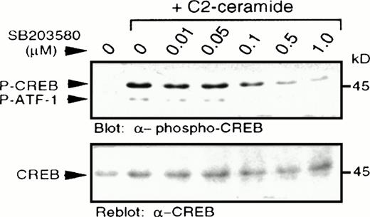 Fig. 5. C2-ceramide stimulates CREB phosphorylation. MC/9 cells treated with the indicated concentrations of SB203580 for 20 minutes were stimulated with C2-ceramide (50 μmol/L) or vehicle alone for 5 minutes. Whole-cell lysates were separated on SDS-PAGE and immunoblot analysis was performed to detect phospho-CREB (A) and reprobed to detect CREB (B).