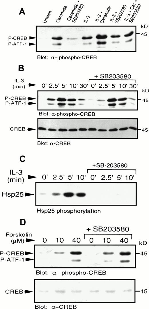 Fig. 6. IL-3 or forskolin stimulated phosphorylation of CREB occurs independently of p38 MAPK and MAPKAP kinase-2. (A) MC/9 cells were treated with SB203580 (1 μmol/L) or vehicle alone for 20 minutes, followed by treatments with either 10 μg/mL synthetic IL-3, 50 μmol/L C2-ceramide, or both, for 5 minutes. Whole-cell lysates were separated on SDS-PAGE and immunoblot analysis was performed to detect phospho-CREB. (B) MC/9 cells were treated with 10 μg/mL synthetic IL-3 for the times indicated following pretreatment with SB203580 or vehicle alone for 20 minutes. Immunoblot analysis was performed to detect phospho-CREB (top) and CREB (bottom). (C) MC/9 cells were treated with 10 μg/mL IL-3 for the times indicated, following treatment with SB203580 (1 μmol/L) or vehicle alone for 20 minutes. Lysates were incubated with 1 μg anti-MAPKAP kinase-2 antibody and protein G-Sepharose beads, and kinase activity was determined from the washed immunoprecipitates by measuring the32P transferred to Hsp25. (D) Cells were treated with the indicated concentrations of forskolin for 10 minutes following a 20-minute treatment with SB203580 (1 μmol/L) or vehicle alone. Immunoblot analysis was performed to detect phospho-CREB (top) and CREB (bottom).