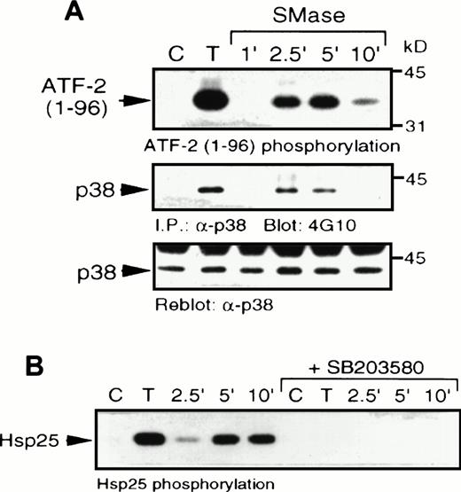 Fig. 7. Sphingomyelinase and TNF- stimulate p38 MAPK and MAPKAP kinase-2 activity. (A) U937 cells were stimulated with 10 ng/mL TNF- (T) for 5 minutes or 100 mU/mL bacterial sphingomyelinase for the indicated duration. Detergent-solubilized cell lysates were incubated with -p38 MAPK and protein A-Sepharose beads. Activity (top) of the washed immunoprecipitates were determined by32P incorporation into a peptide corresponding to amino acids 1-96 of ATF-2. Immunoblot analysis was performed to detect phosphotyrosine (4G10; middle) and with -p38 MAPK (bottom) to confirm equal amounts of p38 MAPK in the immunoprecipitates. (B) U937 cells were preincubated with SB203580 (1 μmol/L) or vehicle alone for 20 minutes and then stimulated with either TNF- (10 ng/mL; T) or bacterial sphingomyelinase (100 mU/mL) for the indicated duration and detergent-solubilized. Lysates were incubated with 1 μg -MAPKAP kinase-2 antibody and protein G-Sepharose beads, and kinase activity was determined from the washed immunoprecipitates by measuring the32P transferred to Hsp25.