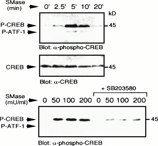 Fig. 8. Sphingomyelinase stimulates p38 MAPK-dependent CREB phosphorylation. U937 cells were treated with bacterial sphingomyelinase (100 mU/mL) for the indicated times, lysed in sample buffer, and immunoblot analysis performed to detect phospho-CREB (top) and reprobed to detect CREB (middle). In a separate experiment, U937 cells were preincubated with SB203580 (1 μmol/L) for 20 minutes, which significantly blocked the ability of several concentrations of bacterial sphingomyelinase (50 to 200 mU/mL for 5 minutes) to stimulate CREB phosphorylation (bottom).