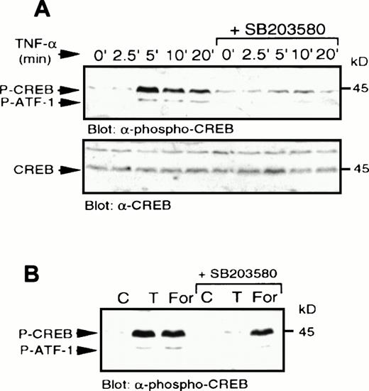 Fig. 9. TNF- stimulates p38 MAPK-dependent CREB phosphorylation. (A) U937 cells were treated with SB203580 or vehicle for 20 minutes and then stimulated with TNF- (10 μg/mL) for the indicated times. Whole-cell lysates were separated by SDS-PAGE and immunoblot analysis to detect phospho-CREB (top) was performed and reprobed to detect CREB (bottom). (B) Cells were treated with SB203580 (1 μmol/L) or vehicle alone for 20 minutes and stimulated with either TNF- (10 μg/mL; T) for 5 minutes or forskolin (40 μmol/L) for 10 minutes.