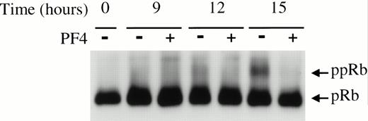 Fig. 2. PF4 attenuates EGF-induced pRb phosphorylation. HUVEC lysates, collected at the specified times after stimulation with 20 ng/mL EGF in the absence (−) or presence (+) of 2 μg/mL PF4, were separated by SDS-PAGE and immunoblotted for pRb as described in Materials and Methods. Results shown are representative of three independent experiments.