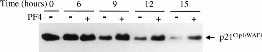 Fig. 4. PF4 prevents p21Cip1/WAF1 downregulation in HUVEC stimulated by EGF. HUVEC lysates collected at the specified times following EGF (20 ng/mL) stimulation with (+) or without (−) 2 μg/mL PF4 were separated by SDS-PAGE and p21Cip1/WAF1 was immunoblotted. Results shown are representative of three independent experiments.
