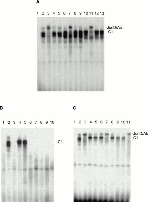 Fig. 3. Nuclear extracts of the CTCL cell lines HUT78, MyLa, and SeAx contain AP-1–oligo binding activities, which include JunD. (A) Tests with antibodies against JunD (lanes 3, 7, and 11), c-Jun (lanes 4, 8, and 12), and c-Fos (lanes 5, 9, and 13). Lane 1, peripheral blood lymphocytes (negative control); lanes 2, 6, and 10, incubations without antibodies. Lanes 2 through 5, nuclear extracts from HUT78 cells; lanes 6 through 9, nuclear extracts from MyLa cells; lanes 10 to 13, nuclear extracts from SeAx cells. (B) AP-1–oligo binding activities in the nuclear extracts of malignant cells of eight SS patients (lanes 3 through 10). Lane 1, peripheral blood lymphocytes (negative control); lane 2, nuclear extract from HUT78 cells (positive control). (C) The AP-1–oligo-binding activities of patient 2 (lanes 4 through 7) and 3 (lanes 8 through 11) contain JunD. Lane 1, peripheral blood lymphocytes (negative control); lane 2, nuclear extracts of HUT78 cells with (lane 3) and without (lane 2) JunD antibody (positive control); lanes 4 and 8, incubations without antibodies; lanes 5 and 9, nuclear extracts with c-Fos antibody; lanes 6 and 10, nuclear extracts with c-Jun antibody; lanes 7 and 11, nuclear extracts with JunD antibody. C1, JunD-DNA complex; JunD/Ab, JunD-DNA-antibody complex. The complex above C1 migrating at nearly the same position as JunD/Ab is probably unspecific, as it reacts with no antibody and is not seen in every experiment.