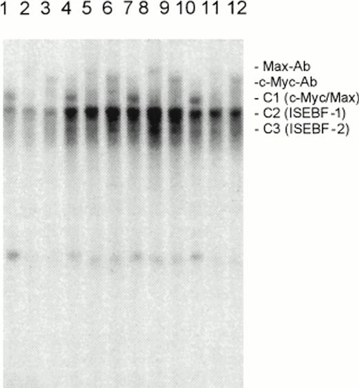 Fig. 5. Effects of IL-7 (10 U), IL-15 (10 U), and IL-2 (100 U) on the DNA binding of c-Myc and Max to the E box in SeAx cells. Lanes 1 to 3, no IL, lanes 4 to 6, IL-7; lanes 7 to 9, IL-15; lanes 10 to 12, IL-2. The individual DNA binding proteins were identified by specific antibodies (see Max-Ab and c-Myc-Ab bands). C1, c-Myc/Max heterodimer; C2, IL-stimulated E-box binding factor-1 (ISEBF-1); C3, IL-stimulated E-box binding factor-2 (ISEBF-2). Lanes 1, 4, 7, 10, no antibody (Ab); lanes 2, 5, 8, 11, Max Ab; lanes 3, 6, 9, 12, c-Myc Ab.