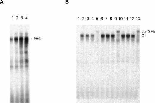 Fig. 6. Influence of IL-2, IL-7 (10 U), and IL-15 (10 U) on the DNA binding of Jun and Fos proteins in SeAx cells. (A) Lane 1, unstimulated SeAx cells; lane 2, IL-2 (100 U)-stimulated SeAx cells; lane 3, IL-7 (10 U)-stimulated SeAx cells; lane 4, IL-15 (10 U)-stimulated SeAx cells. (B) The IL-stimulated AP-1 oligomer-binding protein is JunD. Lane 1, peripheral blood lymphocytes (PBLs, negative control). Lanes 2 to 5, no IL; lanes 6 to 9, IL-7; lanes 10 to 13, IL-15. The individual DNA binding proteins were identified by specific antibodies. Lanes 1, 2, 6, and 10, no Ab; lanes 3, 7, and 11, c-Jun Ab; lanes 4, 8, and 12, c-Fos Ab; lanes 5, 9, and 13, Jun-D Ab. JunD-Ab, JunD-DNA-antibody complex; C1, JunD-DNA complex.