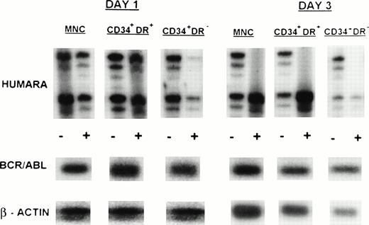Fig. 3. Clonal evolution in PBPC collections from a patient with early chronic phase CML (UPN 4). Results are shown for day 1 and day 3 PBPC harvests. HUMARA, BCR/ABL, and β-actin PCRs were performed as described in Materials and Methods. All cell fractions switch from polyclonality on day 1 to monoclonality on day 3. (−), No prior digest with HpaII and Cfo I; (+), prior digest withHpaII and Cfo I.