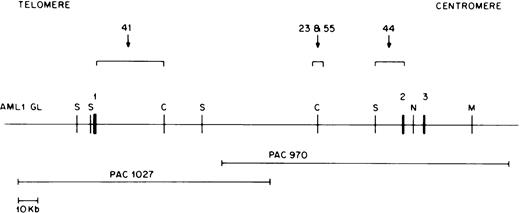 Fig. 3. Restriction map of the AML1 gene. Chromosomal orientation from telomere to centromere is as indicated. Exons 1, 2, and 3 are shown as solid boxes (▪). The location of the breakpoints in different patients is indicated by a bracket. Restriction enzyme sites are C, ClaI; M, MluI ; N,NotI; and S, SalI. The two overlapping P1 artificial chromosome clones containing either AML1 exon 1 or exon 2 and 3 are depicted below the AML1 restriction map.