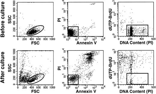 Fig. 4. Hyperdiploid lymphoblasts undergo apoptosis despite the presence of stromal layers. Flow cytometric dot plots represent assessment of apoptosis before (top panels) and after 2 days of culture (bottom panels) in one case of hyperdiploid ALL (55 chromosomes). Left panels illustrate FSC (a measurement of cell size) versus SSC (a measurement of cell granularity). Center panels illustrate binding of Annexin V FITC (an indicator of apoptosis) and staining with propidium iodide (PI; a sign of membrane permeability). Right panels illustrate the cells’ DNA content, measured by staining with PI after cell membrane permeabilization, and labeling with dUTP-BrdU, which is incorporated into cells with fragmented DNA. In all panels, events outside the gates correspond to cells at various stages of apopotic death.