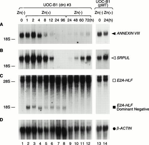 Fig. 2. Upregulation of ANNEXIN VIII and SRPULcDNAs by E2A-HLF. Northern blot analysis of poly(A) RNA (1 μg per lane) prepared from UOC-B1(dn)3 cells grown in zinc-free medium (lane 1) or in medium supplemented with zinc for the indicated times (lanes 2 through 8), followed by zinc depletion (lanes 9 through 12). Control experiments were performed with UOC-B1 cells transfected with an empty vector and grown in zinc-free medium (lane 13) or for 24 hours in the presence of zinc (lane 14). (A) The blot was hybridized with ANNEXIN VIII (F-5) (◂), (B)SRPUL (G-4) (◃), or (C) HLF cDNA fragments, and then stripped and rehybridized with a β-ACTIN probe (D) (•).