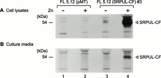 Fig. 9. (A) Synthesis and secretion of SRPUL-CF. Metabolically labeled lysates of FL5.12 (SRPUL-CF)3 cells were immunoprecipitated with the -FLAG MoAb (M2) (lanes 3 and 4) and compared with control FL5.12 (pMT) cells (lanes 1 and 2). (B) Secretion of SRPUL-CF by FL5.12 (SRPUL-CF)3 cells (lane 4), as shown by immunoprecipitation from the culture medium 16 hours after the addition of zinc (100 μmol/L).