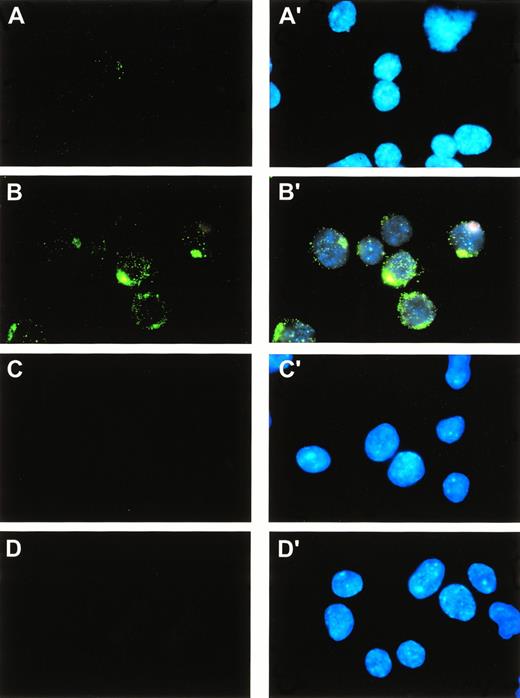 Fig. 8. Subcellular localization of SRPUL-CF proteins. FL5.12 cells expressing SRPUL-CF were immunostained with an -FLAG MoAb (M2). Simultaneous staining with DAPI permitted visualization of cell nuclei (panels A′, B′, C′, D′). The FL5.12 cells were stably transfected with a zinc-regulated pMT vector containing SRPUL-CF (panels A, A′, B, B′) or the empty vector (panels C, C′, D, D′). Cells were grown in the absence of zinc (panels A, A′, C, C′) or 16 hours after its addition to the medium (100 μmol/L; panels B, B′, D, D′).