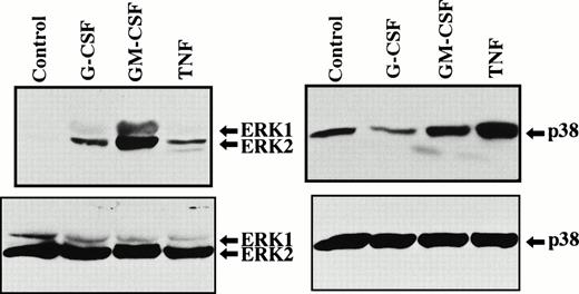 Fig. 1. Phosphorylation of ERK1, ERK2, and p38 MAPK in human neutrophils stimulated by G-CSF, GM-CSF, or TNF. Cells were stimulated with G-CSF (50 ng/mL), GM-CSF (5 ng/mL), or TNF (100 U/mL) for 10 minutes at 37°C. Phosphorylation of ERK1, ERK2, and p38 MAPK was analyzed by immunoblotting using antibody against phosphorylated form of each protein (upper panel). The equal loading of proteins onto each lane was confirmed by immunoblotting using antibody that recognizes both phosphorylated and unphosphorylated forms of ERK1/ERK2 or p38 MAPK (lower panel). The cell lysates equivalent to 3.8 × 106cells were loaded onto each lane. The results shown are representative of seven independent experiments. In this experiment, the exposure time was somewhat prolonged to determine whether G-CSF was able to phosphorylate p38 MAPK, which is responsible for higher baseline level of p38 MAPK phosphorylation as compared with that shown in Figs 3, 4, and 7.