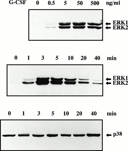 Fig. 2. Phosphorylation of ERK1, ERK2, and p38 MAPK in human neutrophils stimulated by G-CSF. Cells were stimulated with indicated concentrations of G-CSF for 10 minutes at 37°C or stimulated with 50 ng/mL G-CSF for indicated periods at 37°C. Phosphorylation of ERK1, ERK2 (upper 2 panels), and p38 MAPK (lower panel) was analyzed by immunoblotting using antibody against phosphorylated form of each protein. The cell lysates equivalent to 2.7 × 106 cells were loaded onto each lane. The results shown are representative of five independent experiments. In this experiment, the exposure time was somewhat prolonged to determine whether G-CSF was able to phosphorylate p38 MAPK, which is responsible for higher baseline level of p38 MAPK phosphorylation as compared with that shown in Figs 3, 4, and 7.