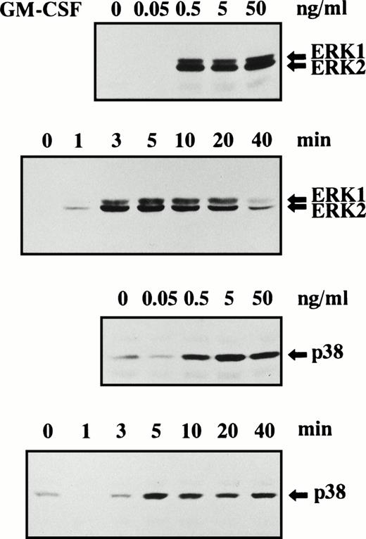 Fig. 3. Phosphorylation of ERK1, ERK2, and p38 MAPK in human neutrophils stimulated by GM-CSF. Cells were stimulated with indicated concentrations of GM-CSF for 10 minutes at 37°C or stimulated with 5 ng/mL GM-CSF for indicated periods at 37°C. Phosphorylation of ERK1, ERK2, (upper 2 panels) and p38 MAPK (lower 2 panels) was analyzed by immunoblotting using antibody against phosphorylated form of each protein. The cell lysates equivalent to 1.9 × 106 cells were loaded onto each lane. The results shown are representative of three independent experiments.