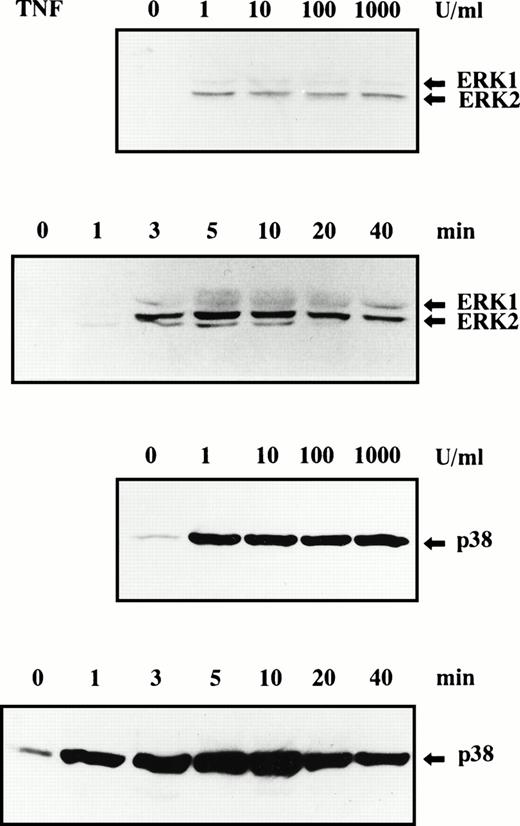 Fig. 4. Phosphorylation of ERK1, ERK2, and p38 MAPK in human neutrophils stimulated by TNF. Cells were stimulated with indicated concentrations of TNF for 10 minutes at 37°C or stimulated with 100 U/mL TNF for indicated periods at 37°C. Phosphorylation of ERK1, ERK2 (upper 2 panels), and p38 MAPK (lower 2 panels) was analyzed by immunoblotting using antibody against phosphorylated form of each protein. The cell lysates equivalent to 3 × 106 cells were loaded onto each lane. The results shown are representative of three independent experiments.