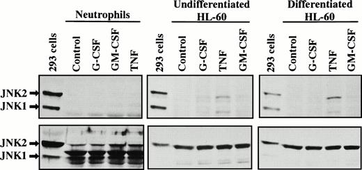Fig. 5. Phosphorylation of JNK in human neutrophils, undifferentiated HL-60 cells, and ATRA-differentiated HL-60 cells stimulated by G-CSF, GM-CSF, or TNF. Cells were stimulated with G-CSF (50 ng/mL), GM-CSF (5 ng/mL), or TNF (100 U/mL) for 10 minutes at 37°C. Phosphorylation of JNK was analyzed by immunoblotting using antibody against phosphorylated form of JNK (upper panel). The existence of JNK protein was analyzed by immunoblotting using antibody, which is produced by immunizing rabbits with a full-length JNK2 fusion protein and recognizes both phosphorylated and unphosphorylated forms of JNK (lower panel). Total extracts from human embryonic kidney 293 cells prepared with UV light treatment were used as phosphorylation-positive controls. The cell lysates equivalent to 4.7 × 106 neutrophils, 1.9 × 106undifferentiated HL-60 cells, or 1.9 × 106 differentiated HL-60 cells were loaded onto each lane. The results shown are representative of four independent experiments.