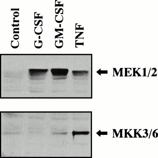 Fig. 6. Phosphorylation of MEK1/MEK2 and MKK3/MKK6 in human neutrophils stimulated by G-CSF, GM-CSF, or TNF. Cells were stimulated with G-CSF (50 ng/mL), GM-CSF (5 ng/mL), or TNF (100 U/mL) for 5 minutes at 37°C. Phosphorylation of MEK1/MEK2 and MKK3/MKK6 was analyzed by immunoblotting using antibody against phosphorylated form of each protein. The cell lysates equivalent to 3 × 106cells were loaded onto each lane. The results shown are representative of three independent experiments.