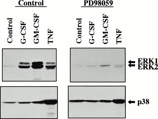 Fig. 7. Effect of PD98059 on tyrosine phosphorylation of ERK1, ERK2, and p38 MAPK in human neutrophils stimulated by G-CSF, GM-CSF, or TNF. Cells were pretreated with PD98059 (100 μmol/L) for 30 minutes at 37°C and thereafter stimulated with G-CSF (50 ng/mL), GM-CSF (5 ng/mL), or TNF (100 U/mL) for 10 minutes at 37°C. Phosphorylation of ERK1, ERK2, and p38 MAPK was analyzed by immunoblotting using antibody against phosphorylated form of each protein. The cell lysates equivalent to 2.8 × 106 cells were loaded onto each lane. The results shown are representative of three independent experiments.
