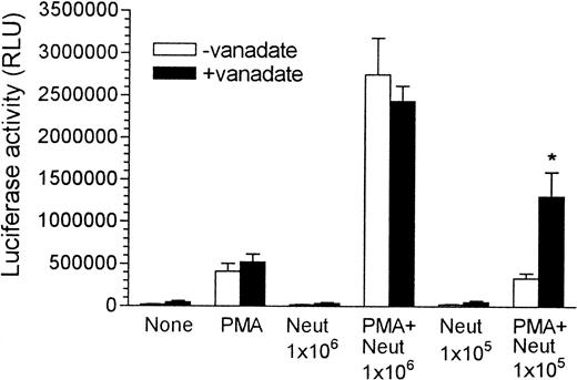 Fig. 4. Effect of vanadate on the activation of the LTR by neutrophils and PMA. The reaction mixture contained 2 × 106 Jurkat LTRluc and, where indicated, 3 × 10−5 mol/L vanadate, 100 ng/mL PMA, and neutrophils at the levels indicated, in RPMI at a final volume of 2.0 mL. The results are the mean + SEM of four to five experiments, and the asterisk indicates a significant difference from the absence of vanadate (P < .05).