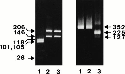 Fig. 1. Restriction analysis of the NA1-, NA2-, and SH-constructs. After PCR amplification of the NA1- (lanes 1), NA-2 (lanes 2), and SH-constructs (lanes 3), FcγRIIIb fragments encompassing nucleotides 41-393 were digested with NA-specific TaqI (left panel) or SH-specific SfaNI endonuclease (right panel) and were analyzed on 4% or 1.5% agarose gel, respectively.