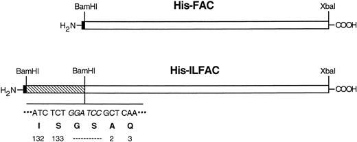 Fig. 1. Schematic structures of His-ILFAC and His-FAC. The structures are drawn approximately to scale. The restriction sites and sequence (BamHI site in italics) of the IL-3–FAC junction are indicated. The last two codons for IL-3 at the carboxy terminus, a two-residue linker, and the first two mature codons of FAC are also shown. Hexahistidine tag (filled block), mature gibbon IL-3 (striped block), FAC (open block).