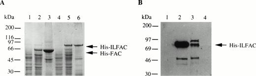 Fig. 3. Expression and purification of His-FAC and His-ILFAC. (A) Lysates from uninduced (lanes 1 and 4) or induced (lanes 2 and 5) E coli or solubilized proteins (lanes 3 and 6) that were immobilized on Ni2+-agarose, eluted with acid buffer, and analyzed by 10% SDS-PAGE and Coomassie blue staining. (B) Purification of His-ILFAC by size exclusion chromatography. Soluble His-ILFAC obtained after Ni2+-agarose chromatography was resolved further over Superdex-75. Fraction 1, wash buffer; fractions 2 and 3, void volume containing protein peaks as assessed by chromatography tracing (data not shown); fraction 4, void volume containing no protein as predicted by the flat chromatography tracing (data not shown). A 50-kD protein copurifying with His-ILFAC, His-IL▵FAC, most likely results from premature termination of translation as it is immuoreactive with an anti-His antibody. However, carboxy-terminal degradation cannot be excluded.