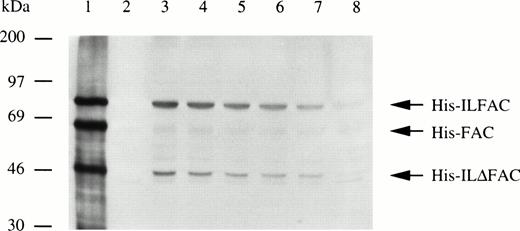 Fig. 4. Uptake and turnover of His-ILFAC. His ILFAC and His-FAC (10 μg/mL of cells; lane 1) were bound to HSC536 lymphoblasts at 4°C, internalized by warming to 37°C, and the intracellular fate of the fusion proteins was assessed by Western analysis with anti-FAC antibody after 5 minutes (lane 3), 15 minutes (lane 4), 30 minutes (lane 5), 60 minutes (lane 6), 120 minutes (lane 7), and 240 minutes (lane 8) postbinding times. Lane 2, no recombinant protein added.