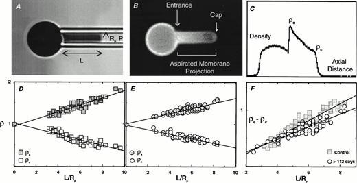 Fig. 3. Fluorescence-imaged microdeformation (A through C) and the comparison of the difference in entrance and cap density for band 3 in positive and negative dog RBCs (D through F). (A through C) A bright field image of a micropipette-aspirated RBC (A), equivalent fluorescent image (B), and integrated fluorescence-density profile (C) used for the analysis. The collected density profiles from the negative (D) and positive RBCs (E) at 112 days post-biotinylation are plotted in (D) and (E), respectively. The composite data of ρe-ρc against L/Rp for positive and negative cells are shown in (F).