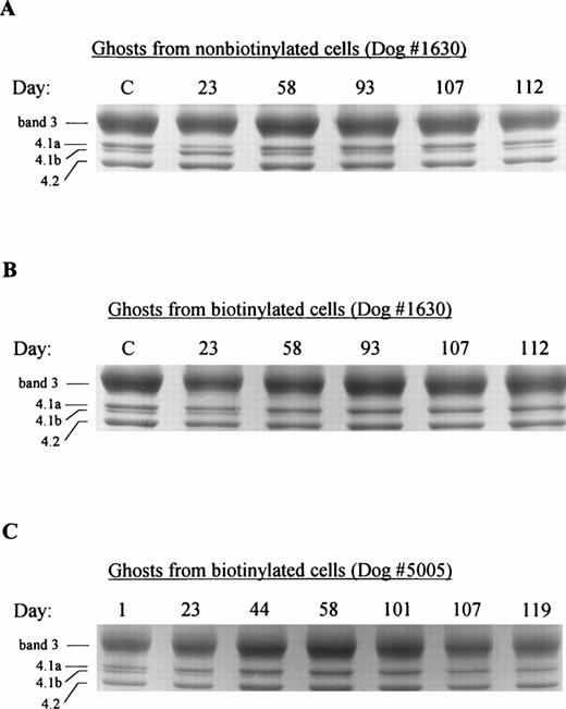 Fig. 5. SDS-PAGE analysis of protein 4.1 in age-defined dog RBC membranes. RBCs were isolated from dog no. 1630 or dog no. 5005 at the indicated times post-biotinylation by magnetic cell sorting and ghost membranes were prepared as described in Materials and Methods. Equivalent amounts (20 μg) of membrane protein were electrophoresed on gradient (6% to 12%) polyacrylamide gels and stained for protein with Coomassie brilliant blue. (A) Membranes from nonbiotinylated cells retrieved from dog no. 1630; (B) membranes from biotinylated cells retrieved from dog no. 1630; (C) membranes from biotinylated cells retrieved from dog no. 5005. C denotes control cells not subjected to biotin-avidin sorting.