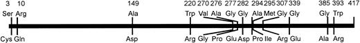 Fig. 2. Schematic representation of the amino acid variations observed in weak D types with single missense mutations. The affected amino acids of the prevalent normal RhD protein and their positions are shown on top. Their substitutions occurring in the weak D types are shown below the bar. The distribution of the variant positions deviated from the uniform distribution (P < .05, Kolmogoroff-Smirnov-test).