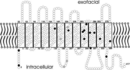 Fig. 3. Localization of the amino acid substitutions of the weak D types. A predicted topology of the RhD protein with respect to the plane of the red blood cells’ membrane is presented. Amino acid substitutions are shown for single events (black circles) and multiple events (gray circles). The amino acid substitutions of all weak D types were located in intracellular and transmembraneous protein segments.