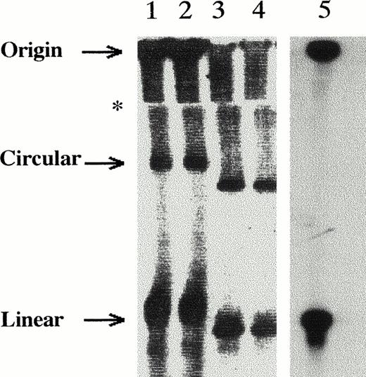 Fig. 1. Southern blot showing resolution of DNA forms. Lanes loaded as the following: lanes 1 and 2, duplicate samples of 108 cells S flexneri bacteria carrying ≈230-kb circular megaplasmid, loaded live in each lane; lanes 3 and 4, duplicate samples of EBV cell line B95-8 with 106 cells loaded per lane; lane 5, 106 CMV lytically infected cells. Southern blot was sectioned, and each section hybridized with probe specific for those particular samples. The blots were then realigned for figure. The (∗) symbol marks the lower edge of the proteinase K/SDS/agarose trough.